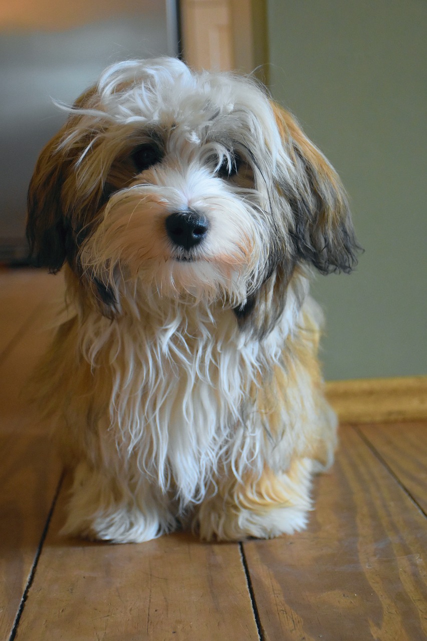 Image - havanese dog puppy small dog good