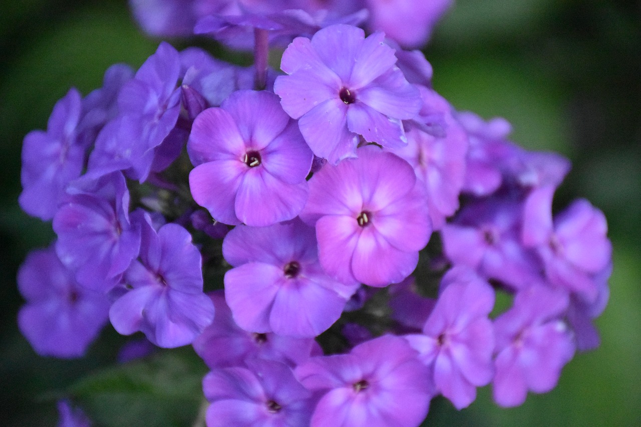 Image - phlox flower purple flower garden