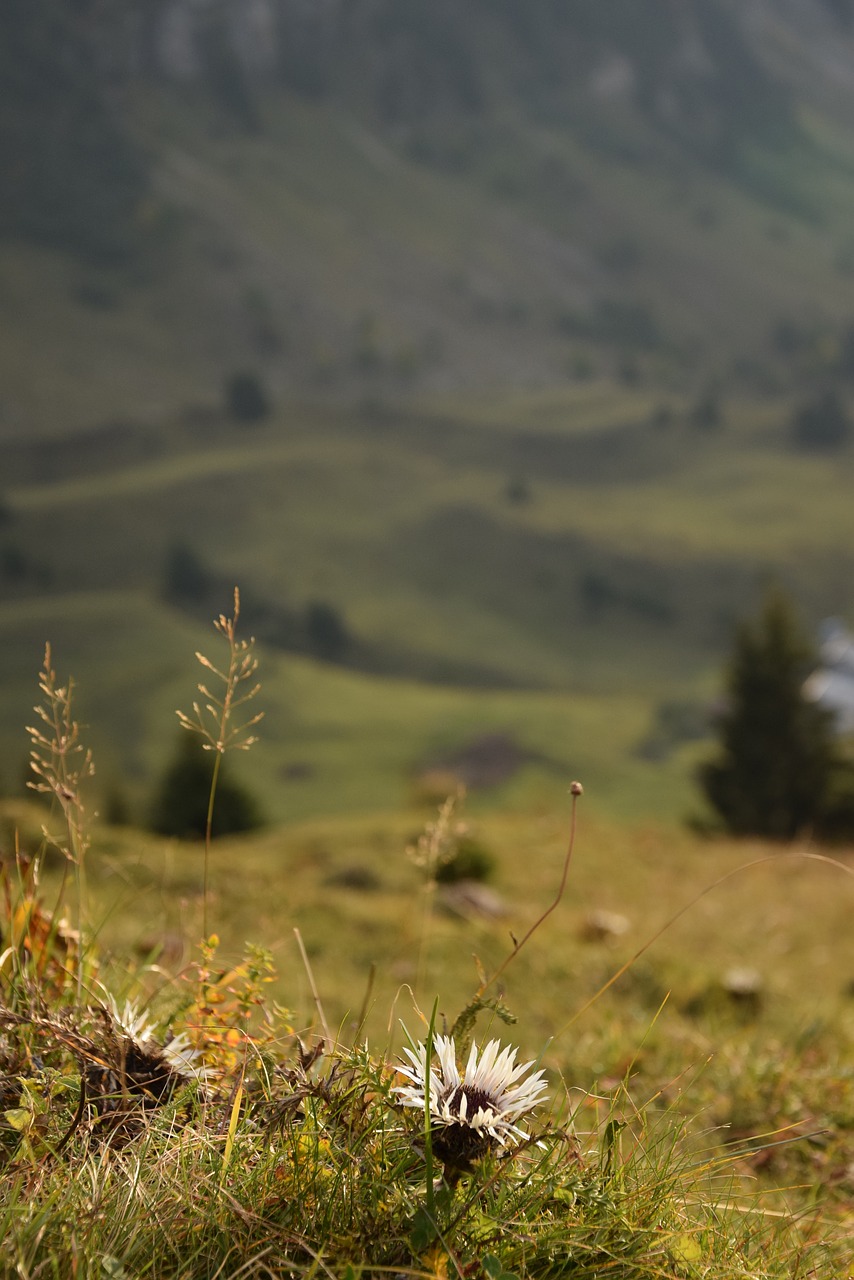 Image - thistle flower mountain nature