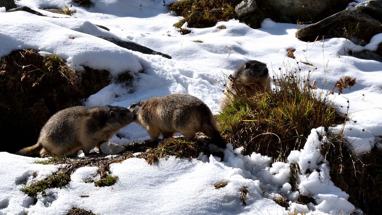 Image - marmots snow nature animals