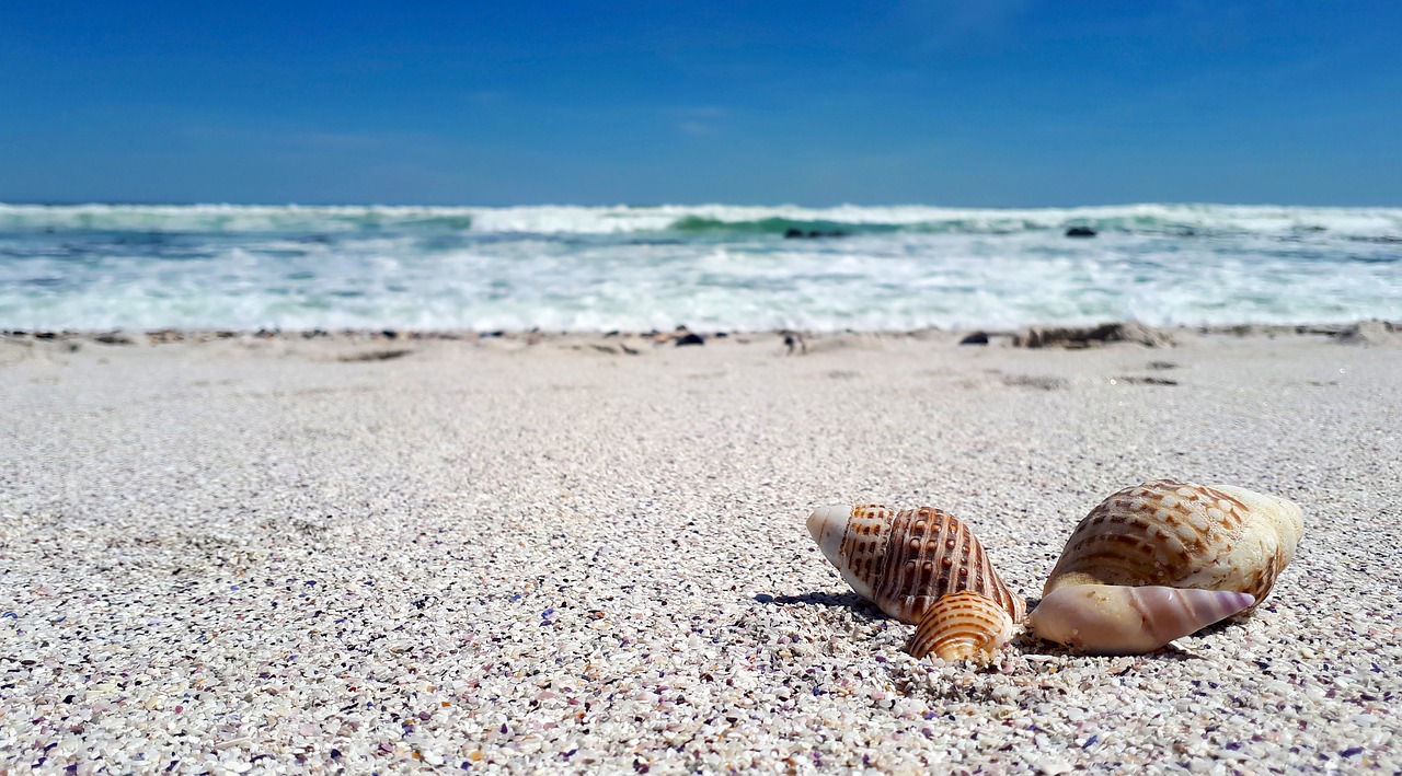 Image - shell sea beach nature summer