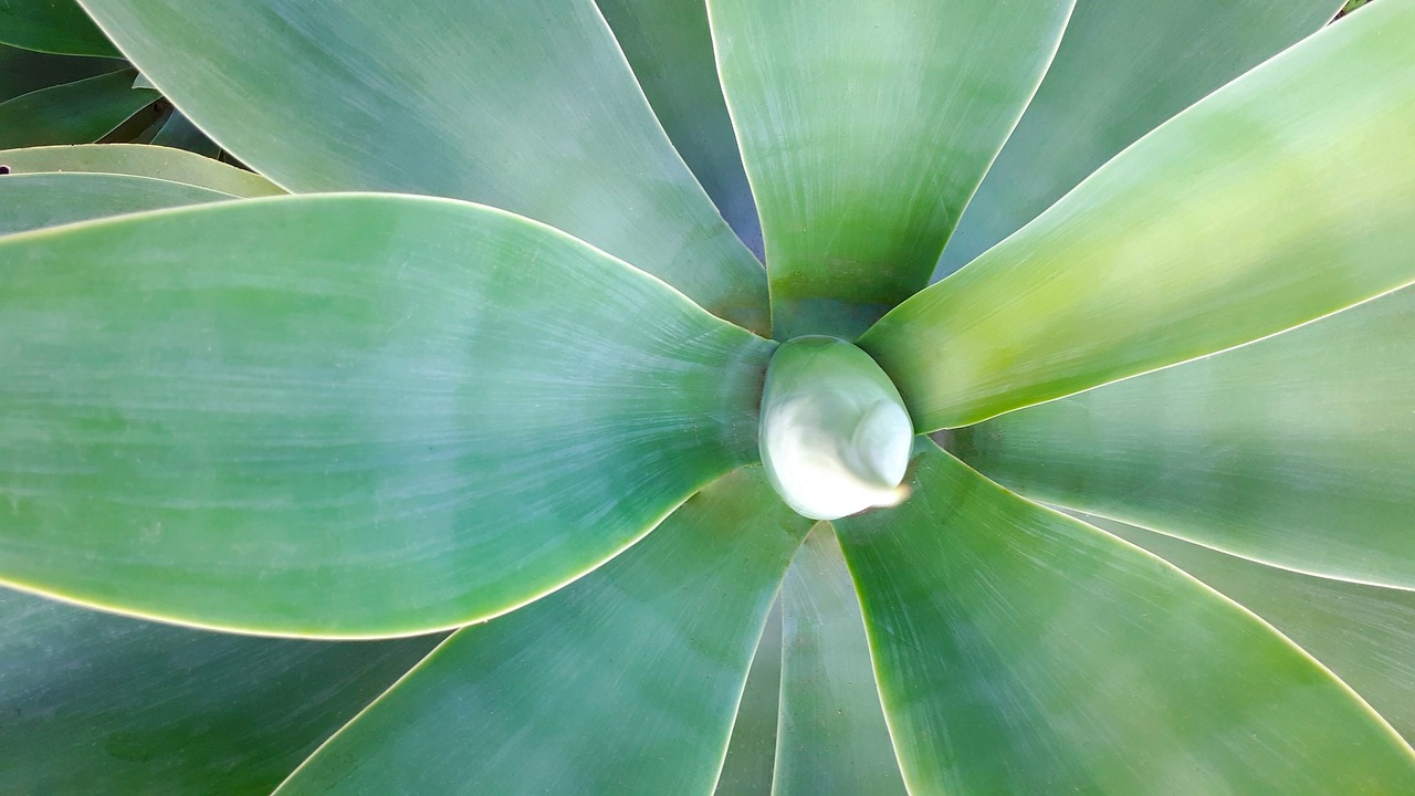 Image - plant background texture nature