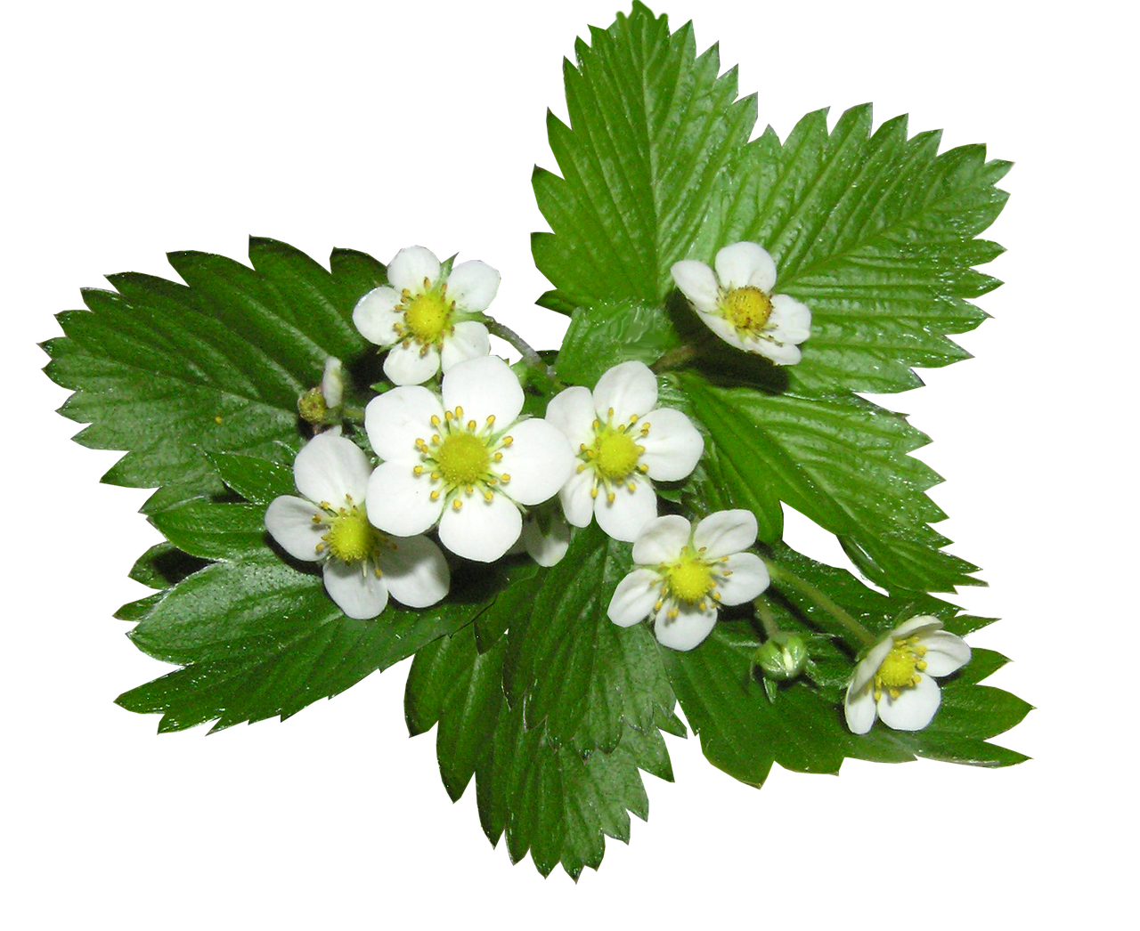 Image - strawberry flowers alpine