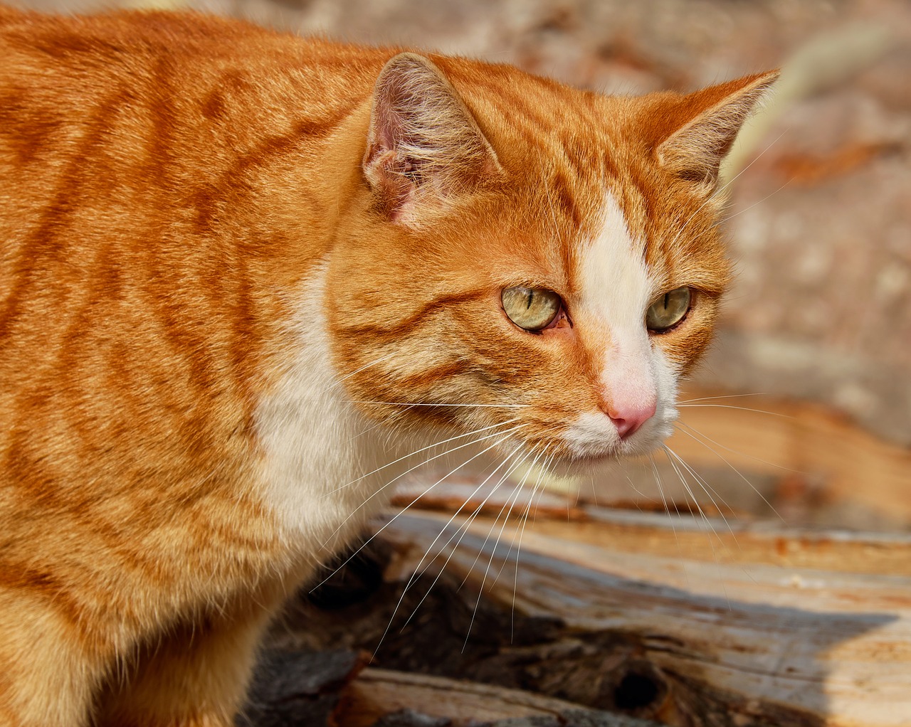 Image - cat mackerel red mackerel tabby