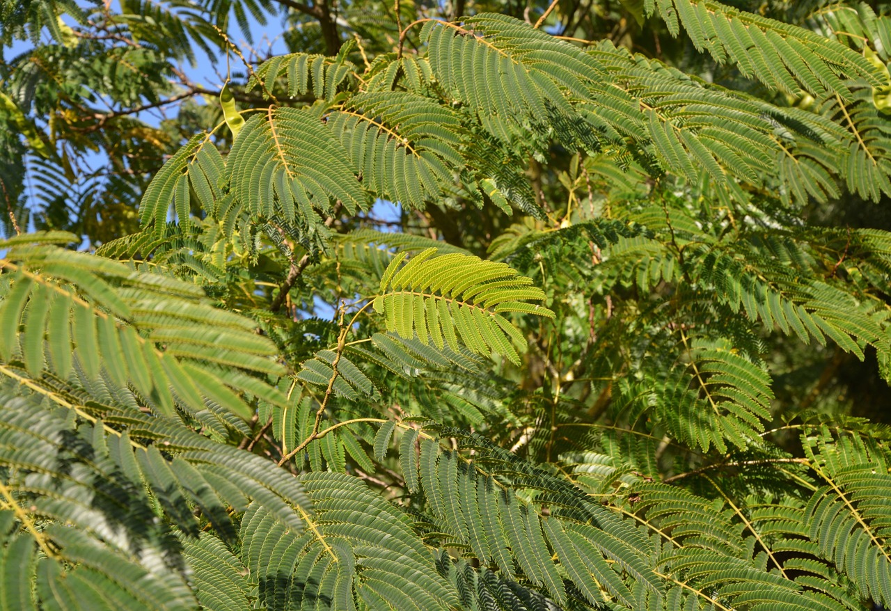 Image - green foliage tree ornamental shrub