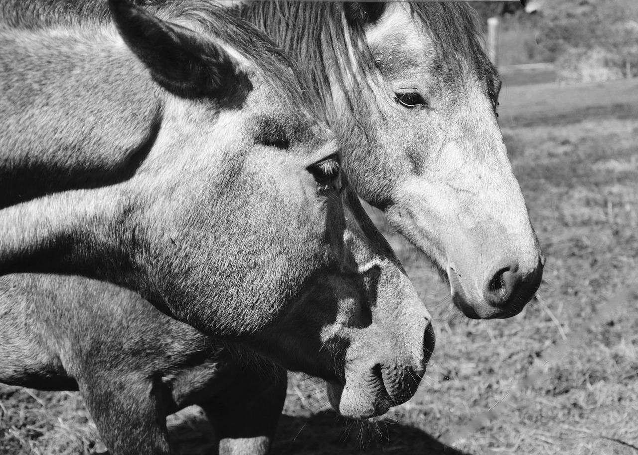 Image - horses head horse portrait profile