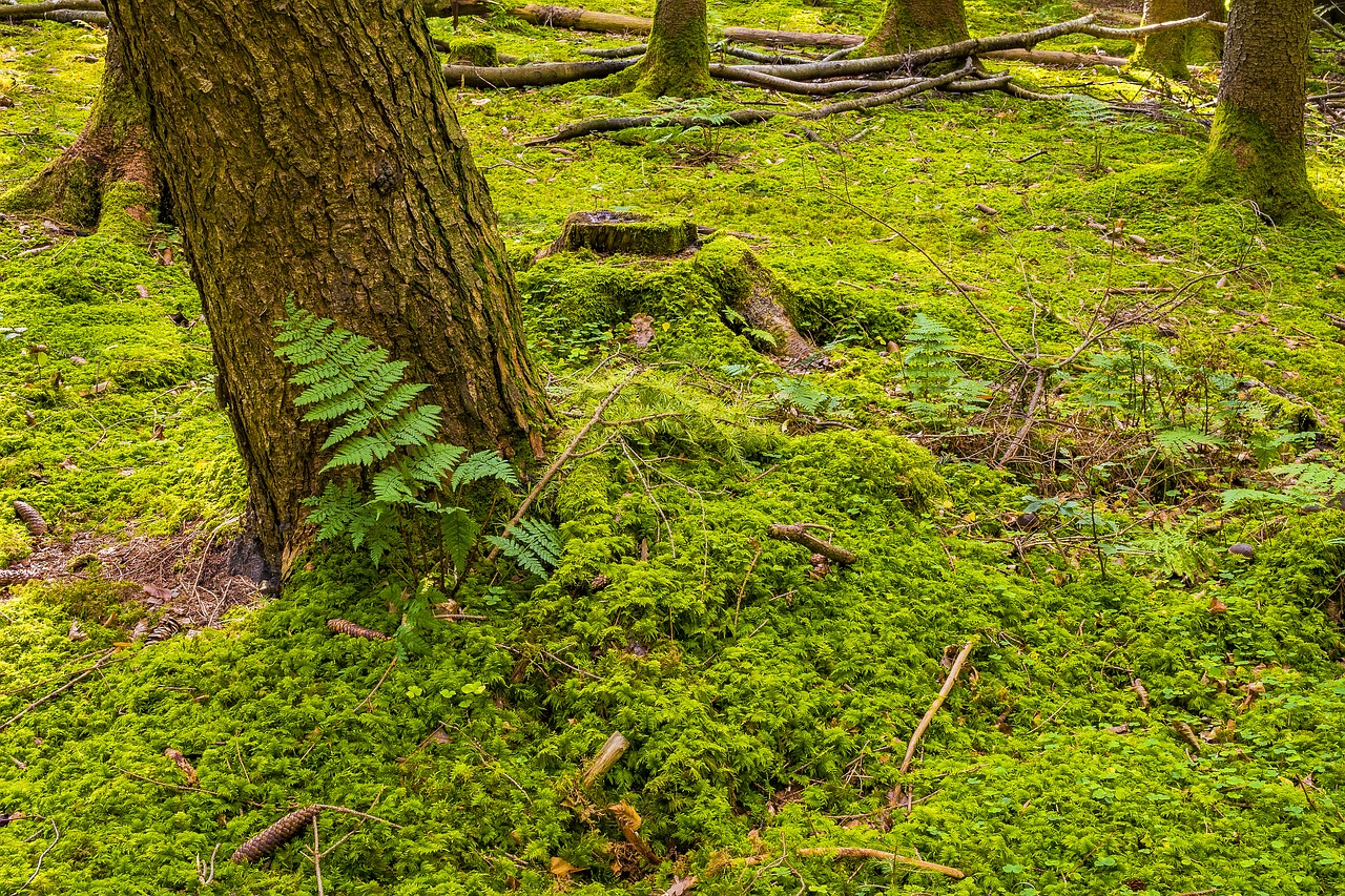 Image - forest floor forest moss nature