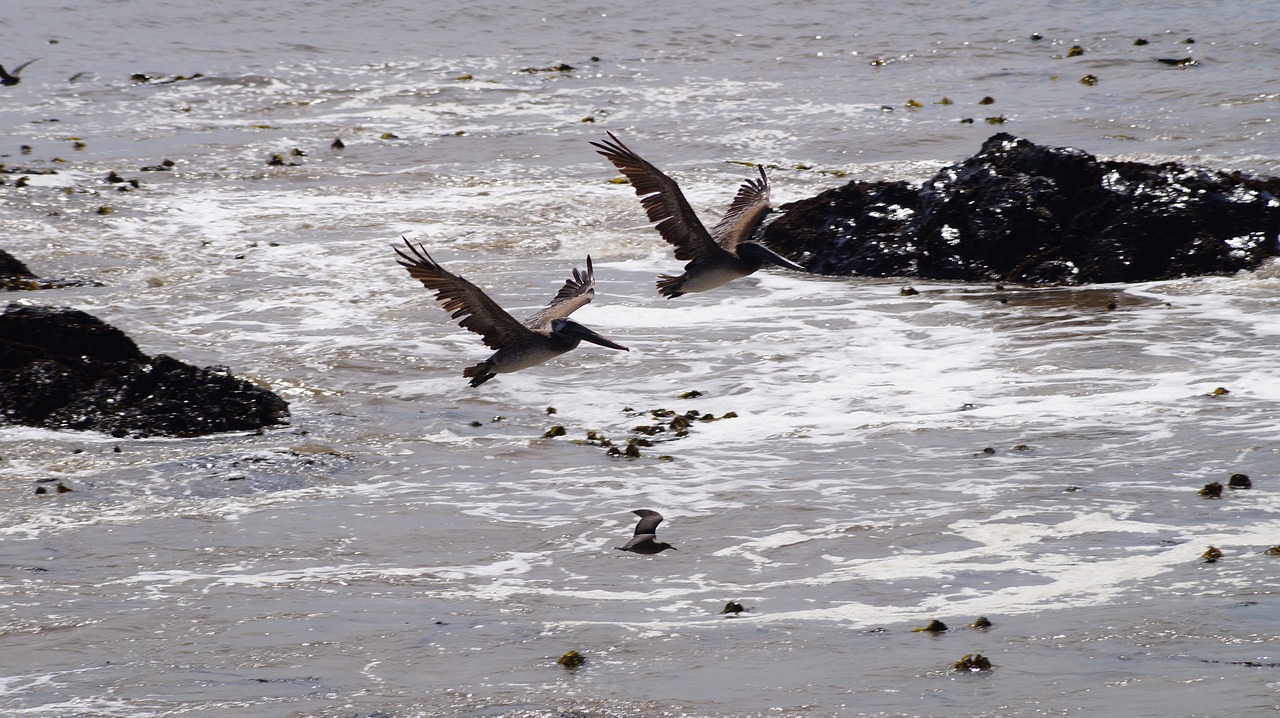 Image - california birds fly wildlife