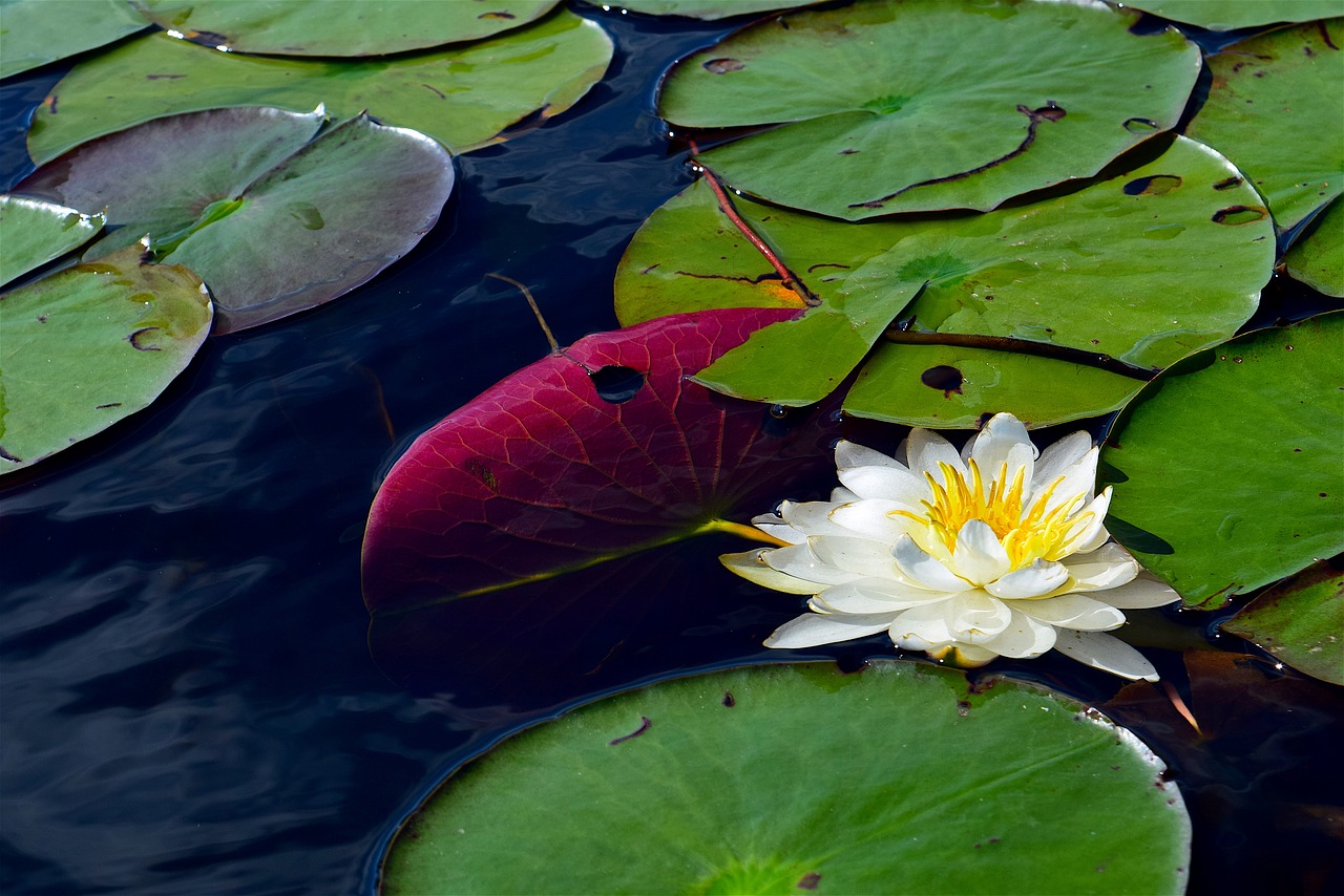 Image - water lily white water nature pond
