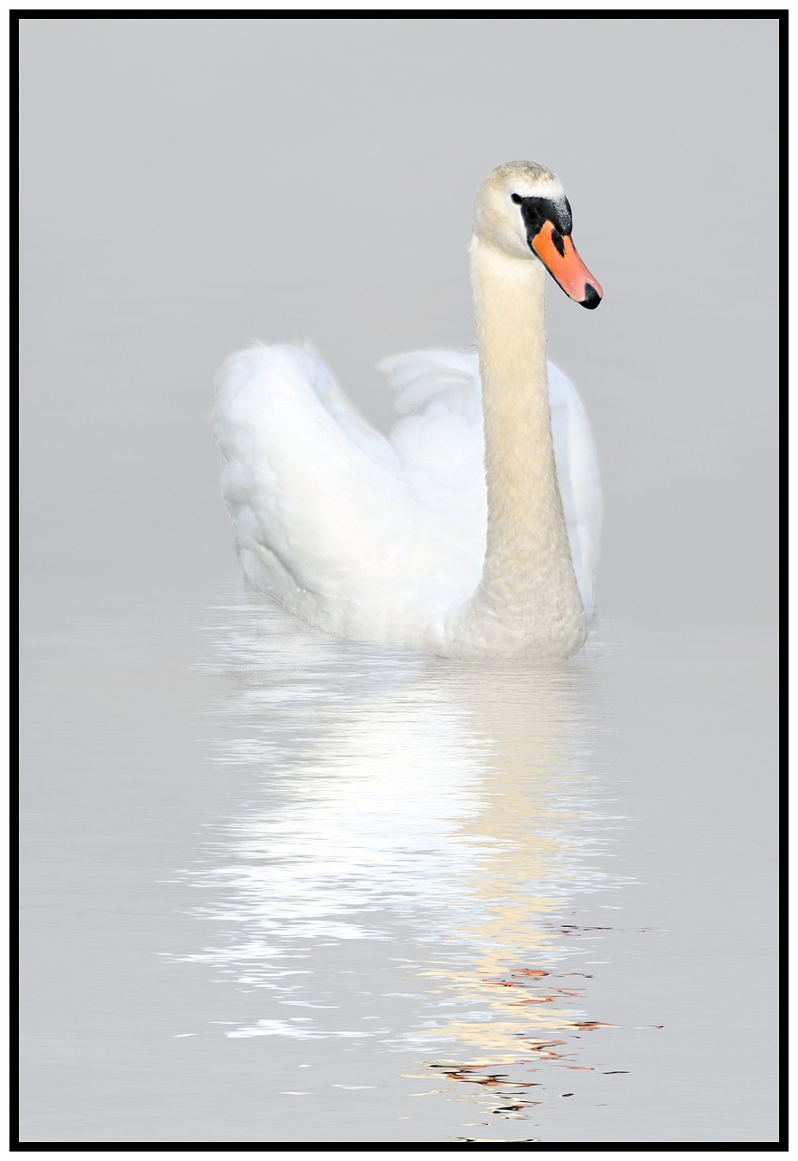 Image - swan reflection nature bird