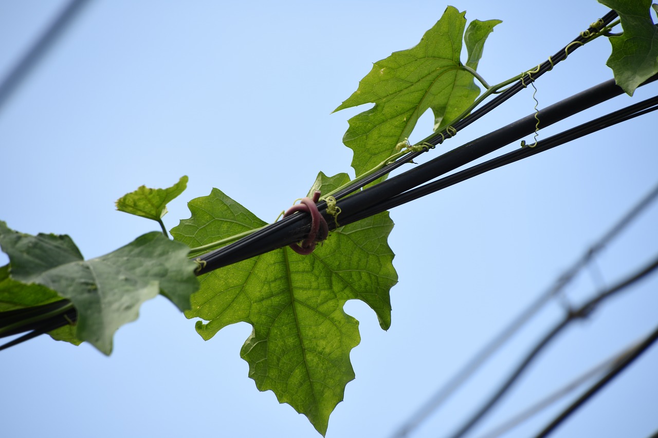 Image - blue sky green leaf telephone poles