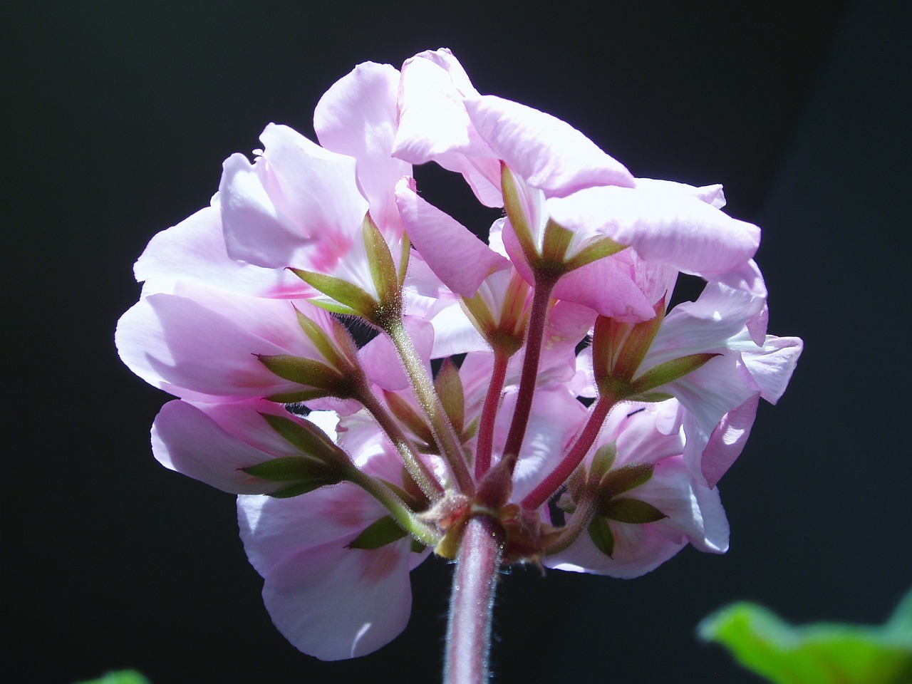 Image - plants cyclamen flowers pink