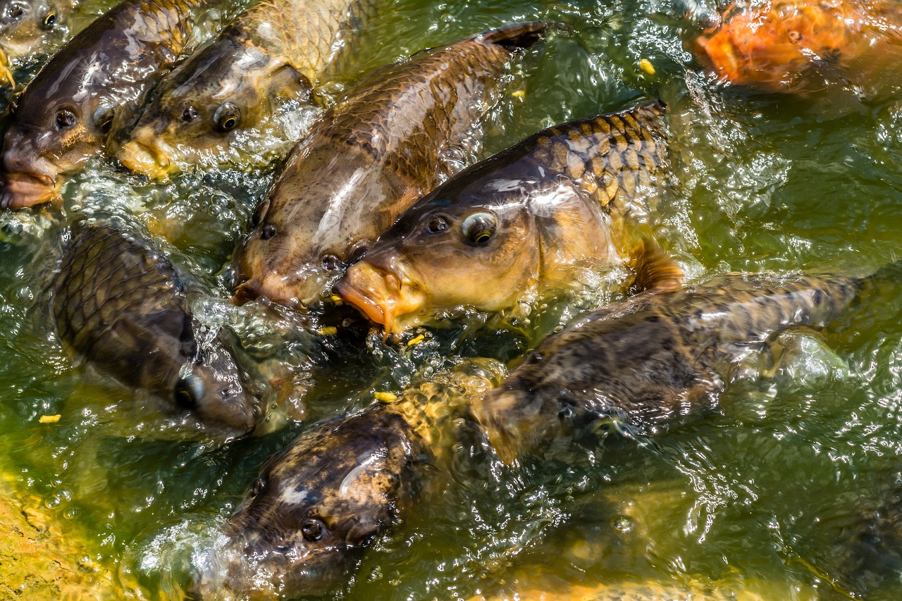 Image - carp koi fish feeding hungry pond