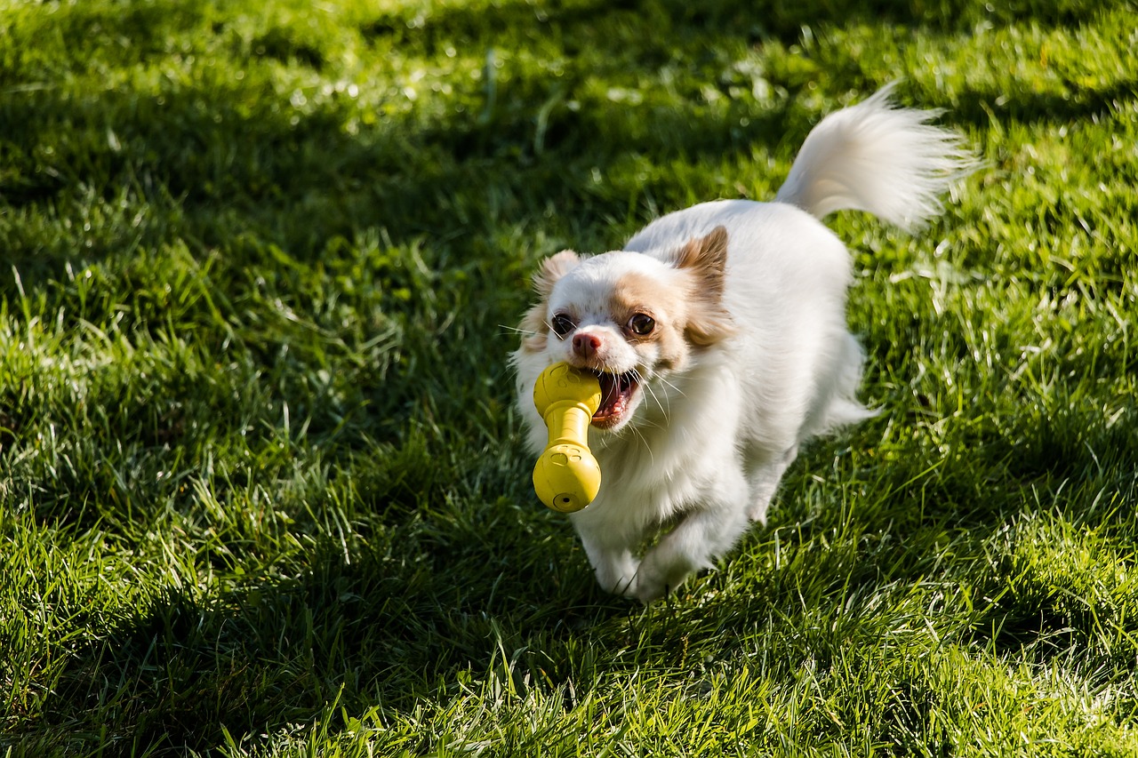 Image - chihuahua dog long hair chihuahua