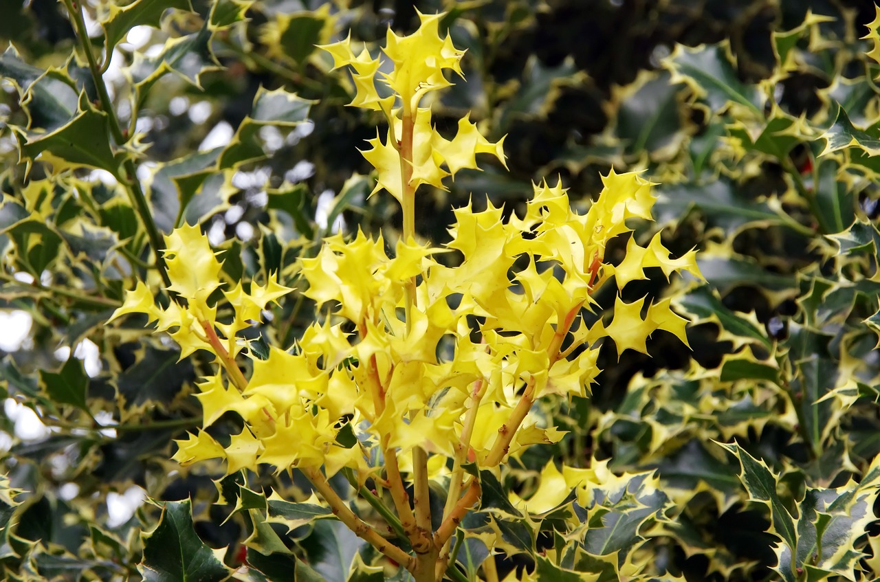 Image - holly yellow spice color bouquet