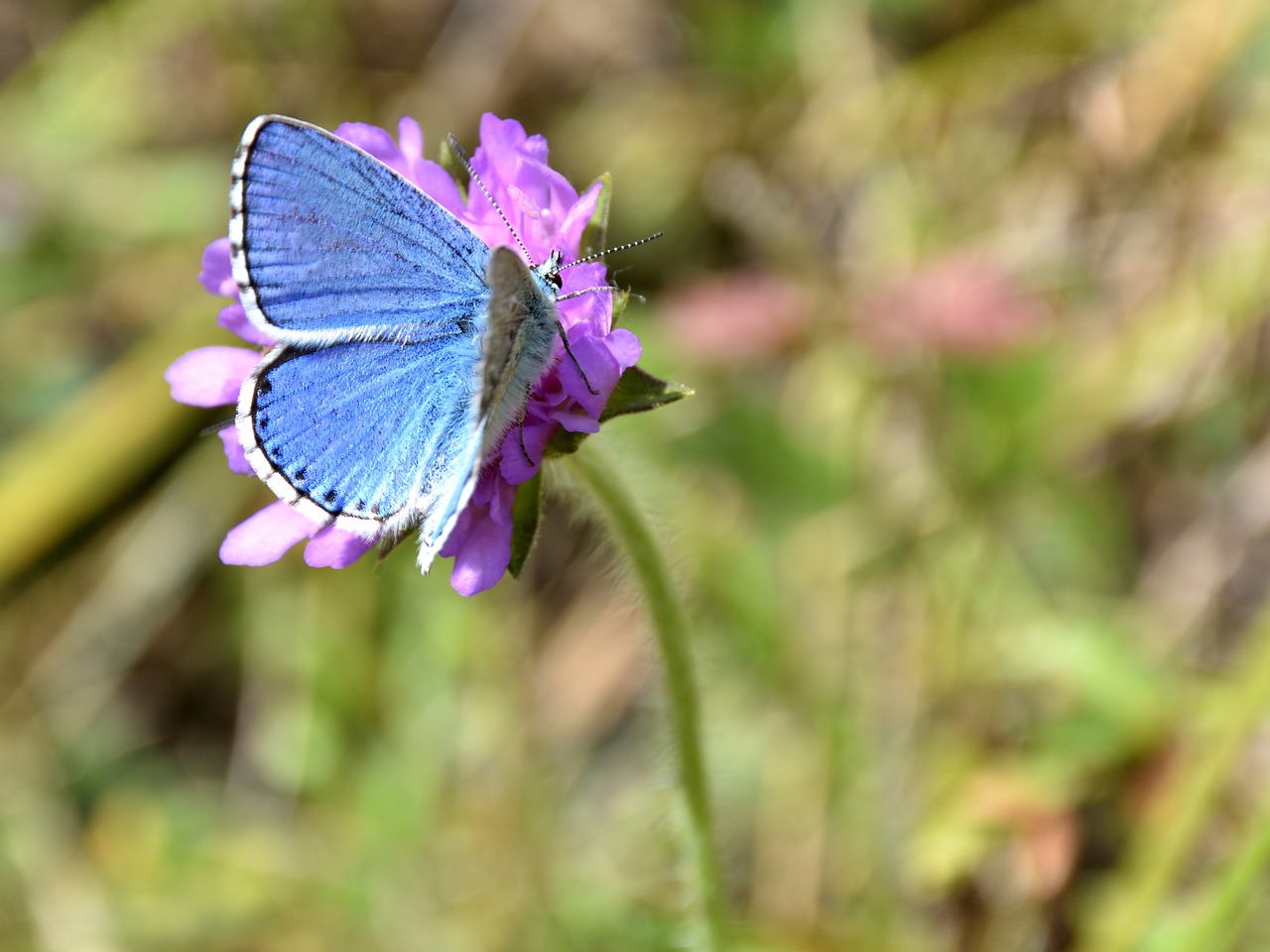 Image - butterfly flower common blue nature