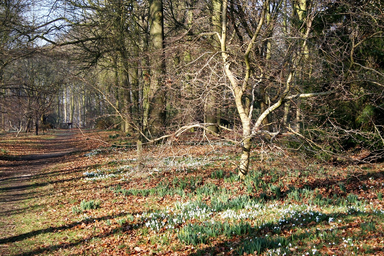 Image - frost garden winter walk