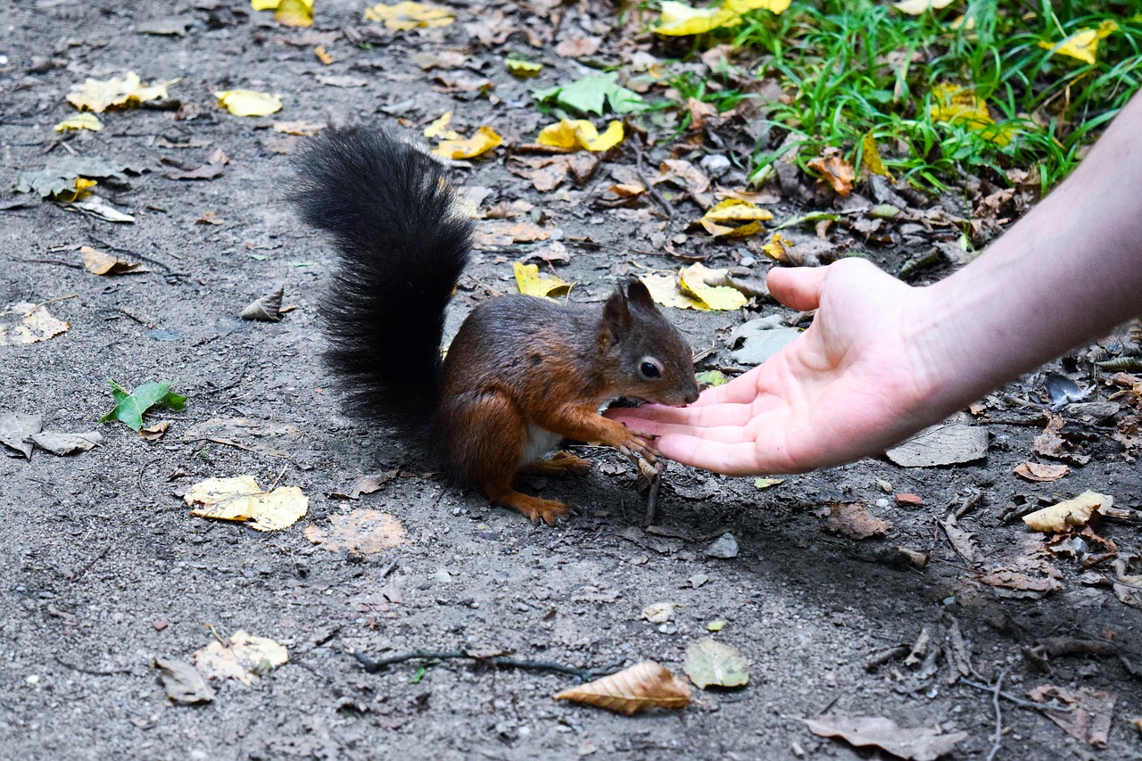 Image - squirrel autumn croissant cute