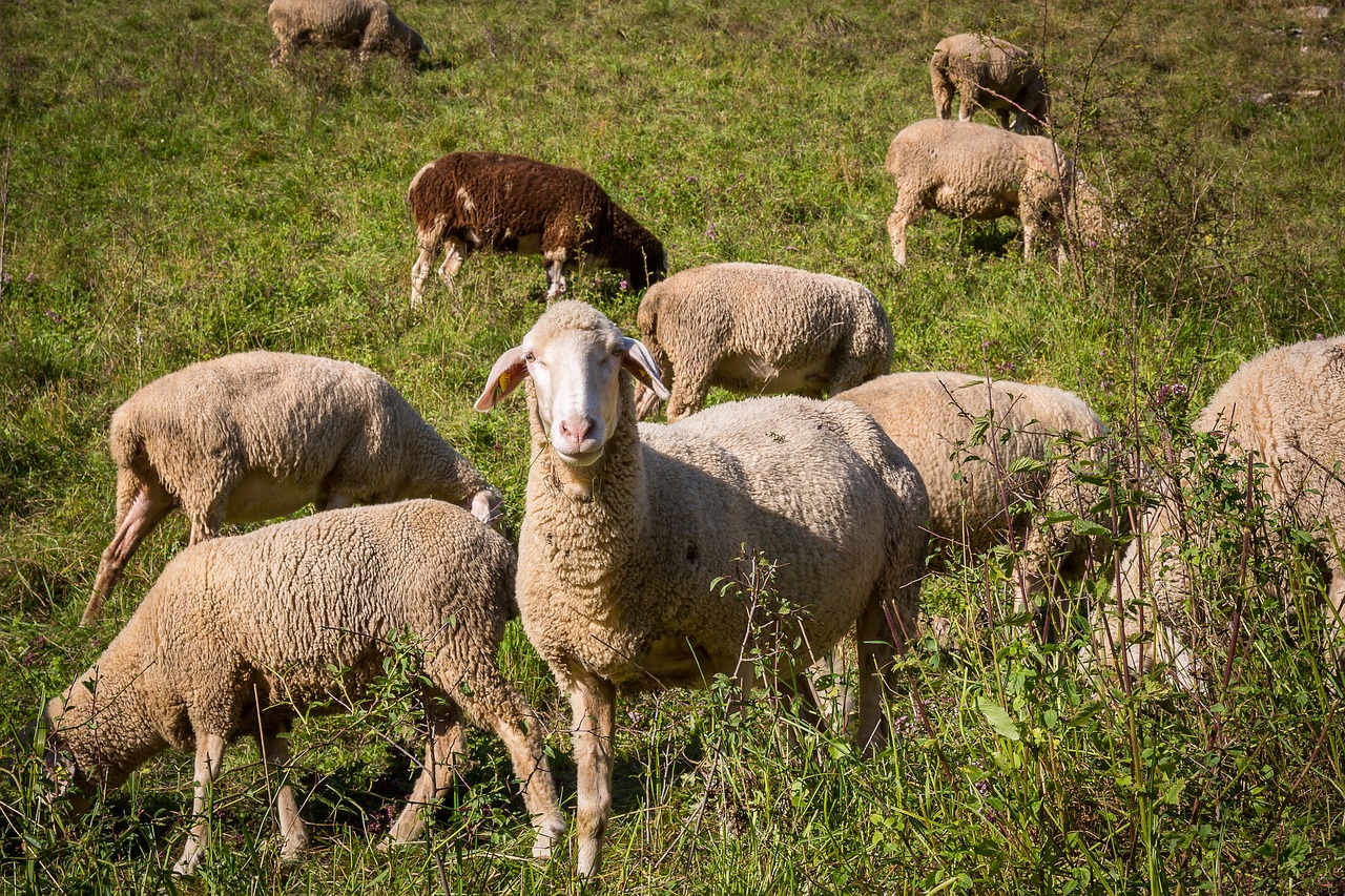 Image - sheep flock of sheep pasture