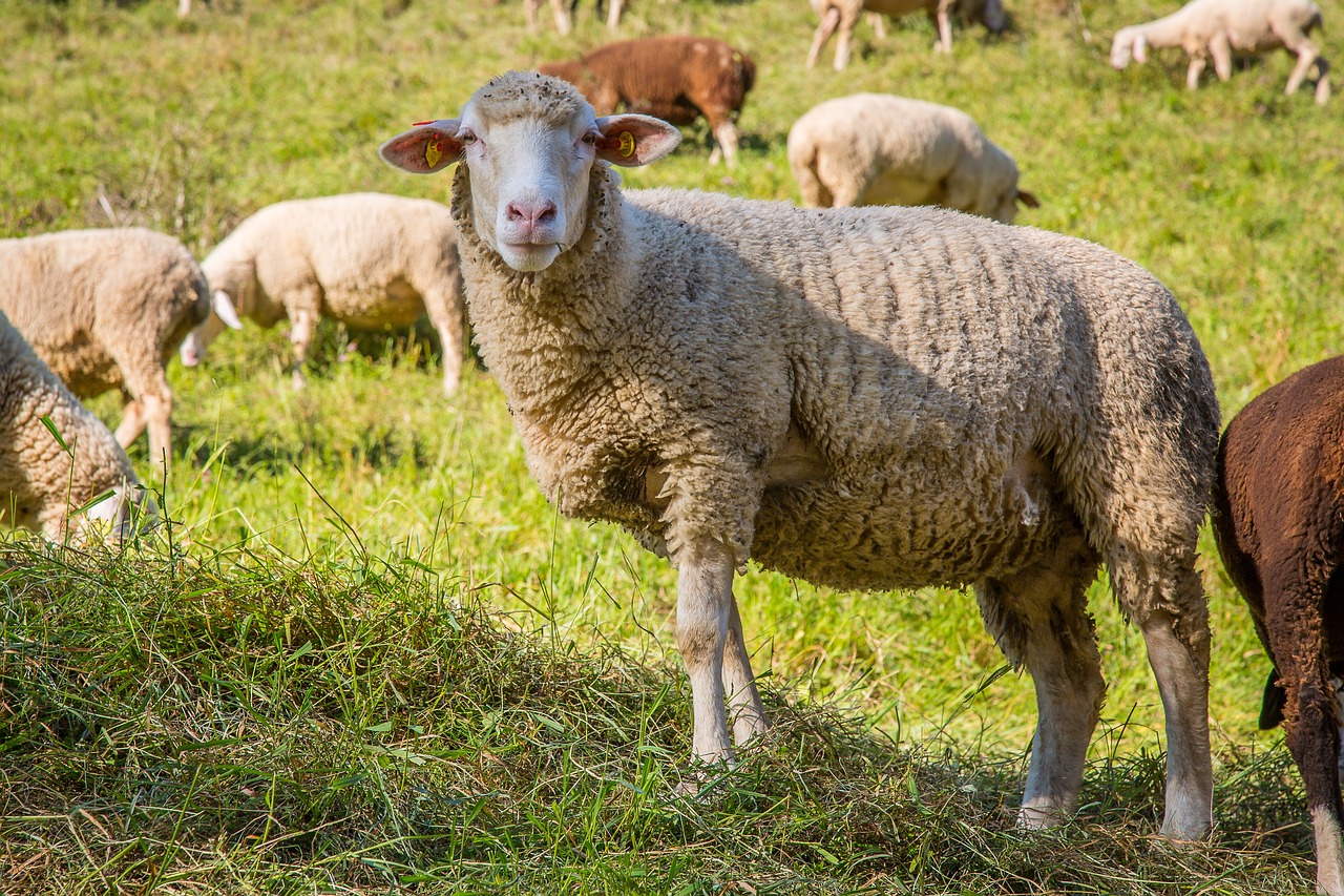 Image - sheep flock of sheep pasture