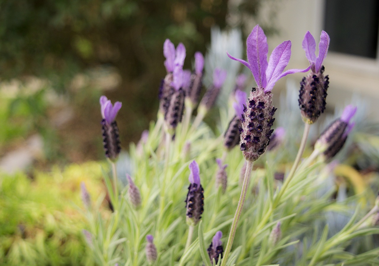Image - lavendar flower garden plant color