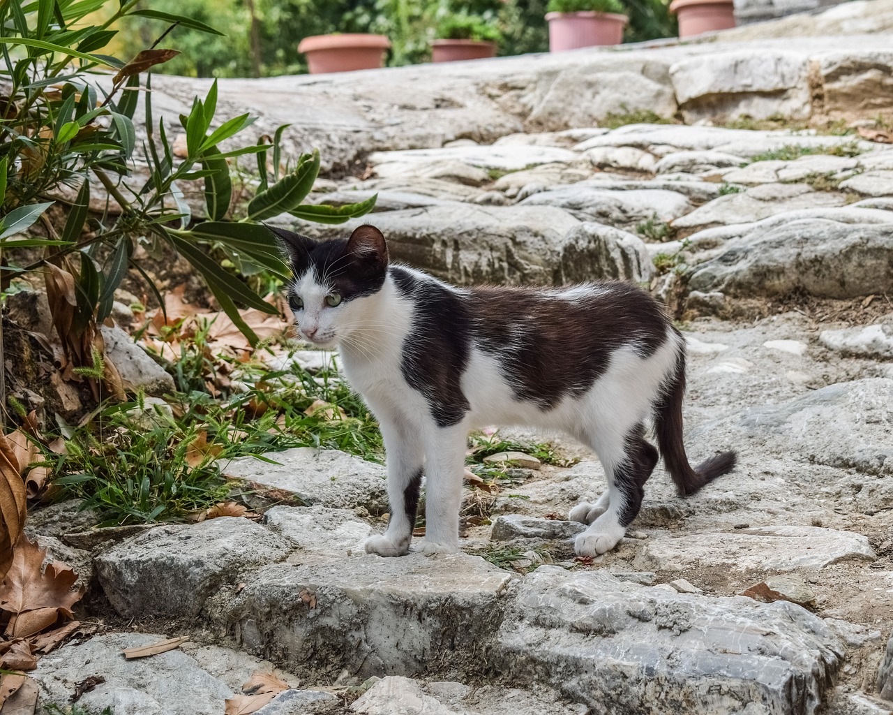 Image - cat stray animal cute kitty