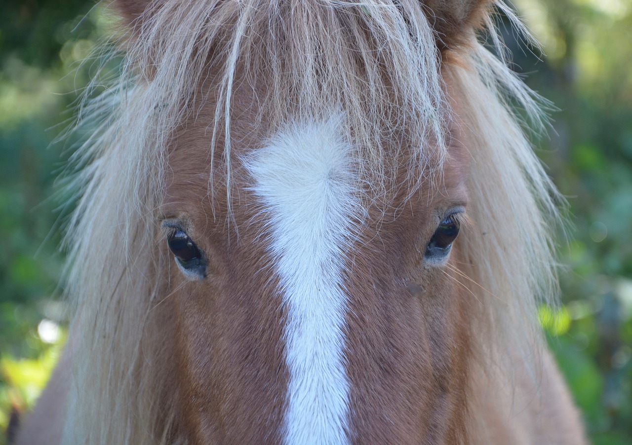 Image - shetland pony small horse