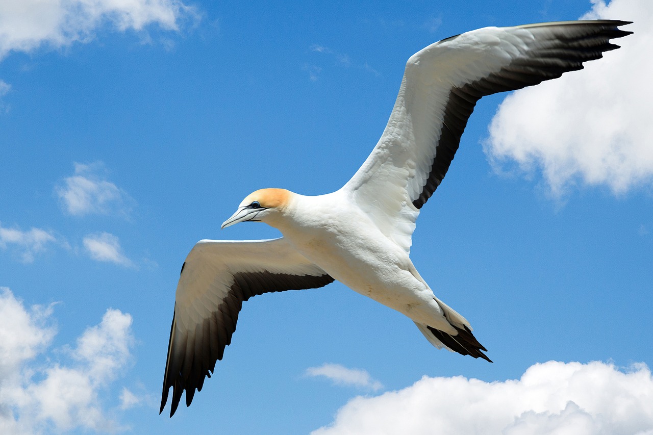 Image - gull gannet seagull sea gull bird