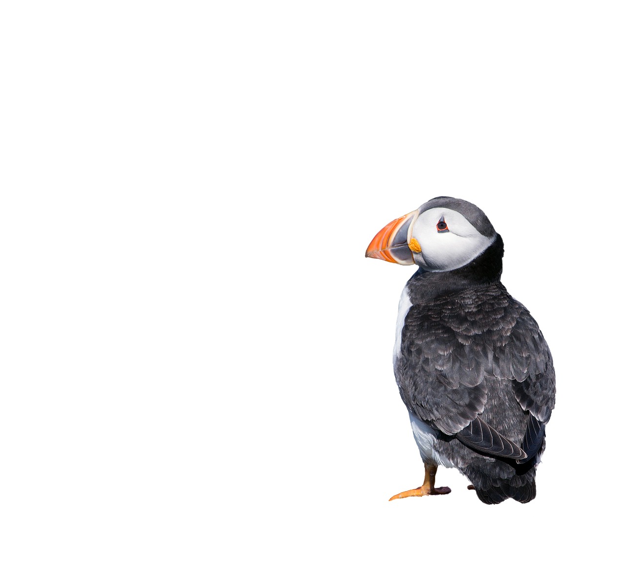 Image - puffin bird isolated white