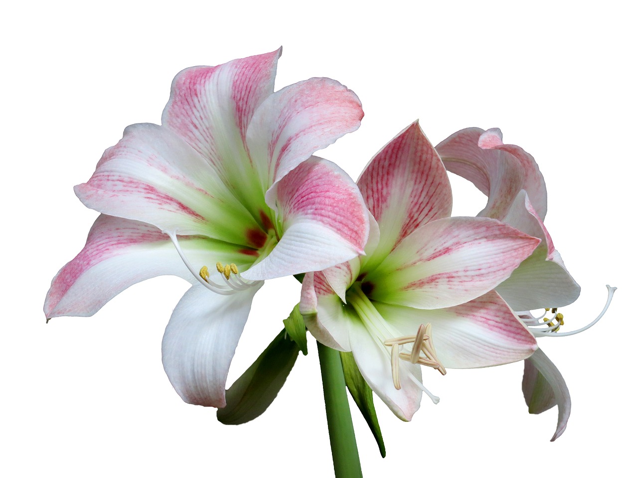 Image - amaryllis flower isolated white