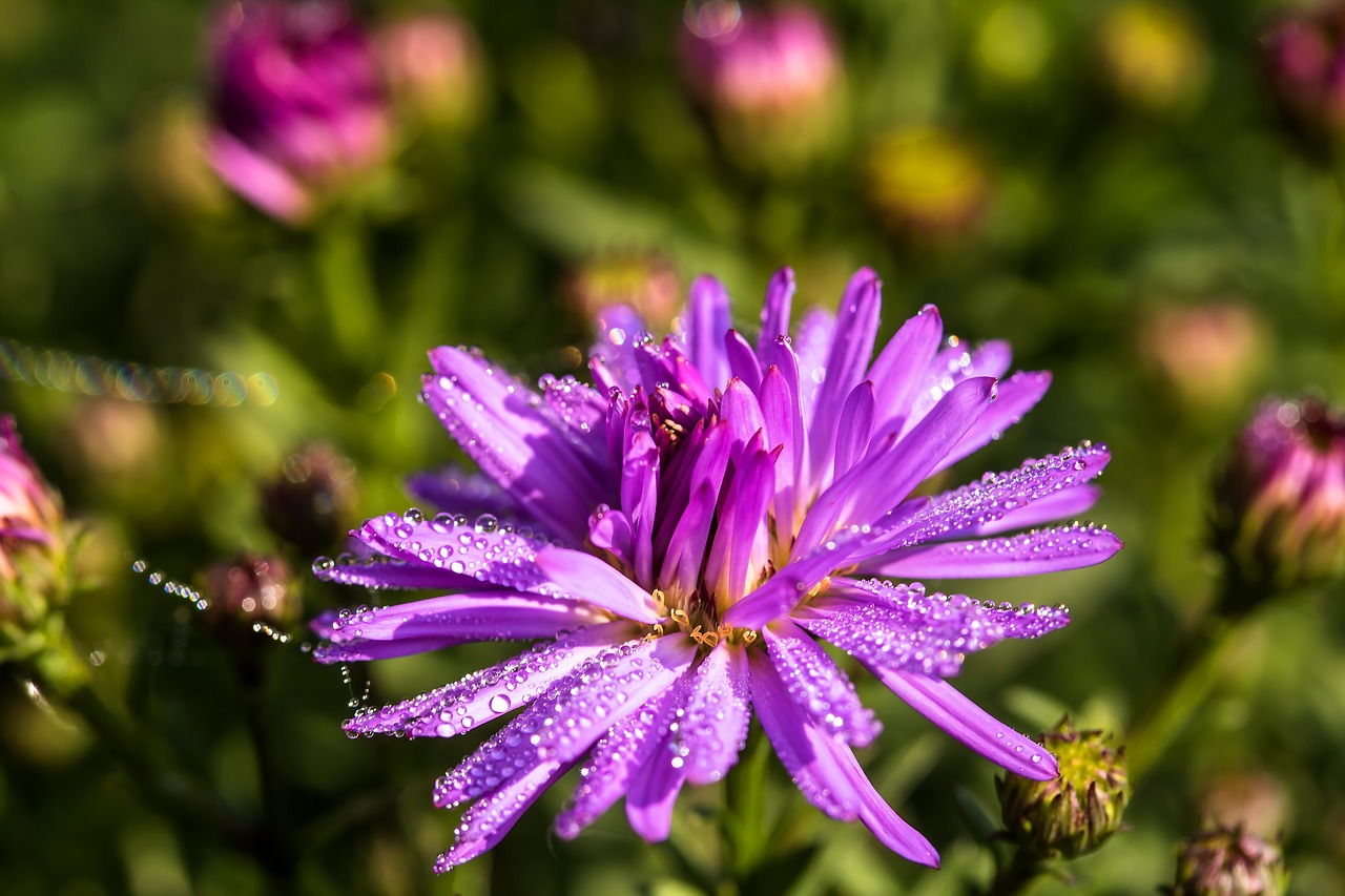Image - aster herbstaster dewdrop droplets