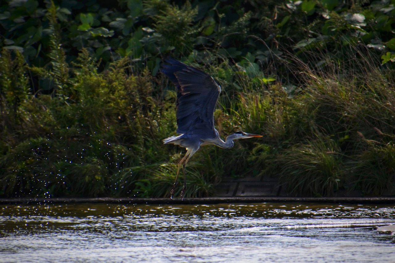 Image - animal river waterside