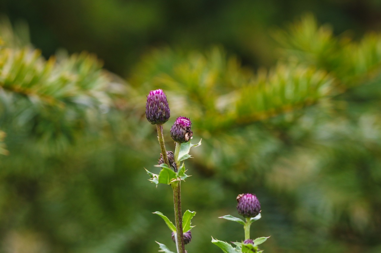 Image - wildflower autumn nature