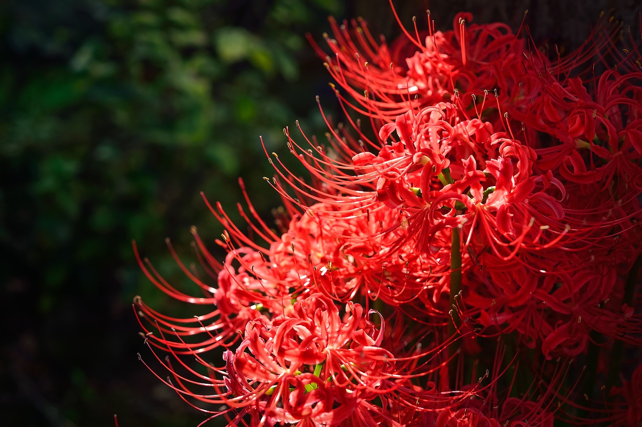 Image - natural autumn amaryllis
