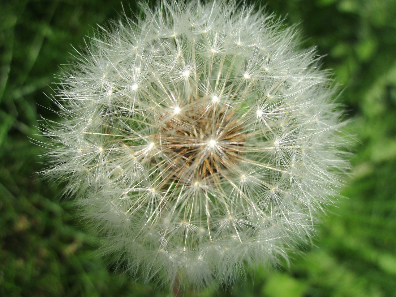 Image - dandelion seeds white autumn