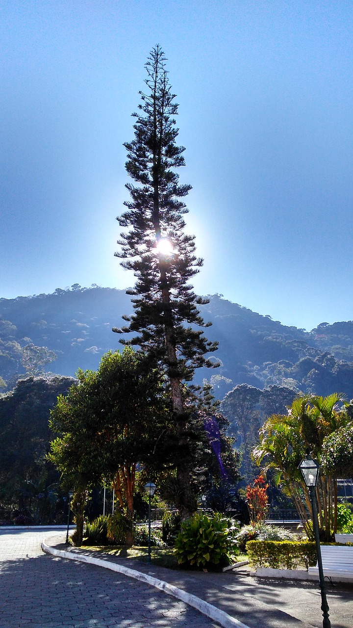 Image - pinheiro sky sol mountain tree