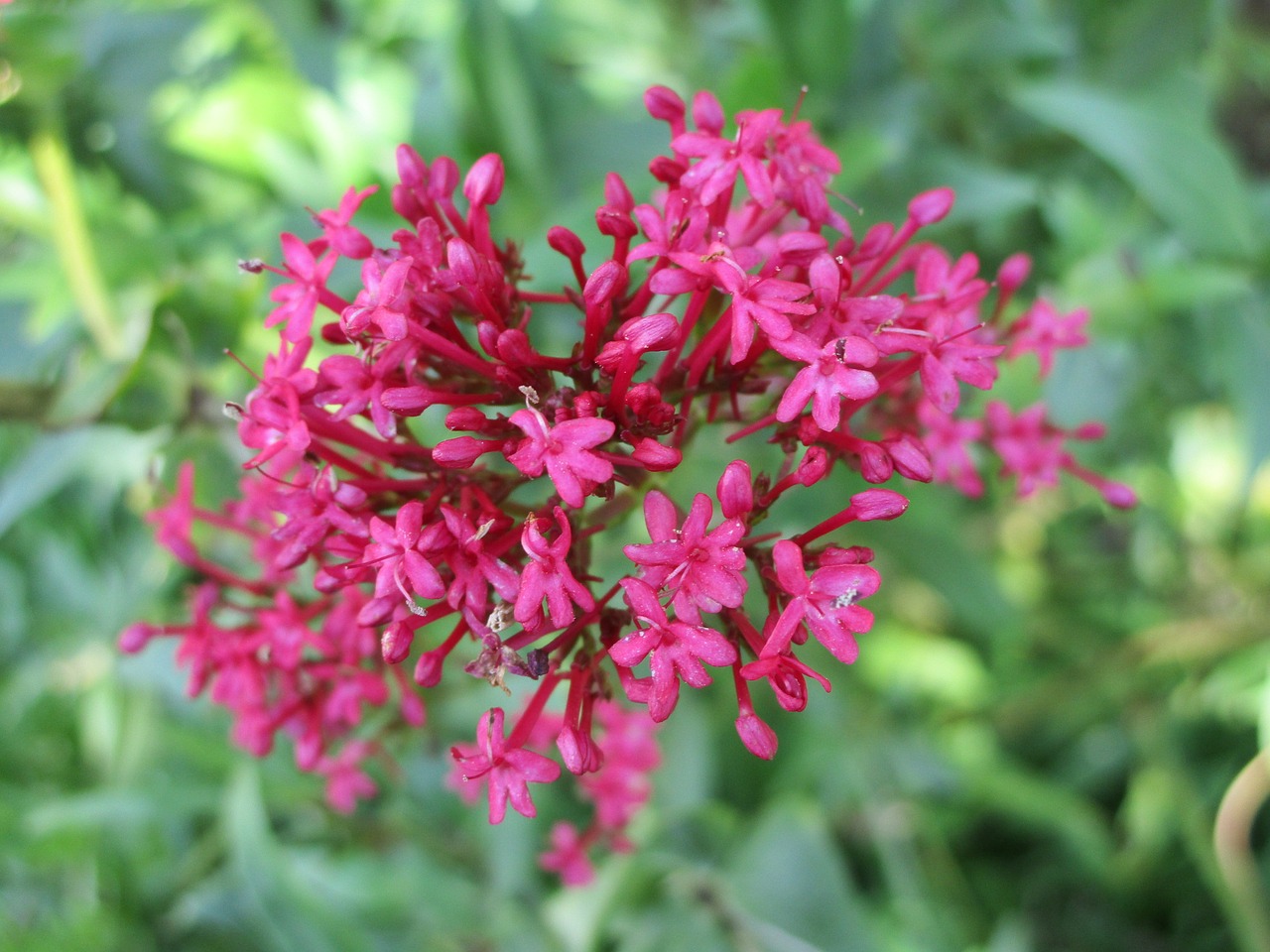 Image - wild flower pink red spur flower