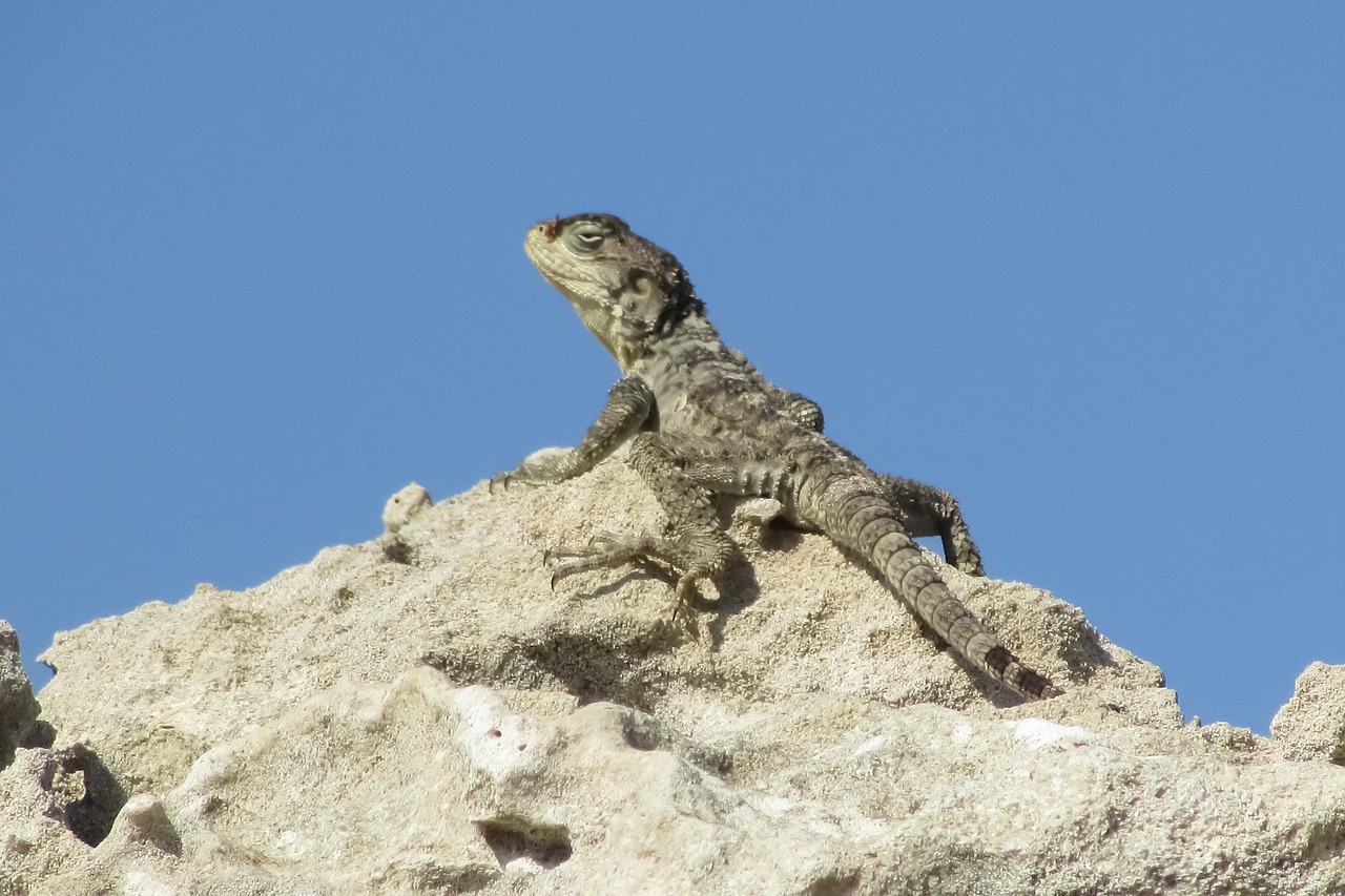 Image - stellagama stellio cypriaca lizard