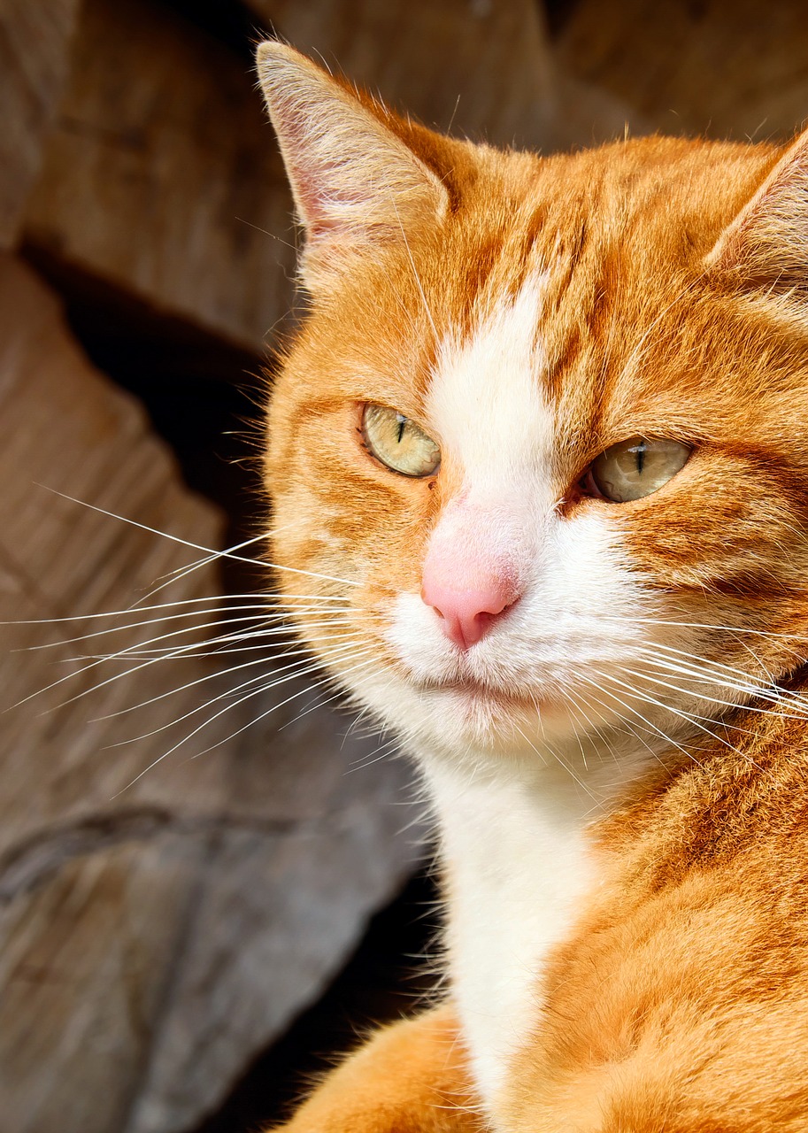 Image - cat mackerel portrait cat face