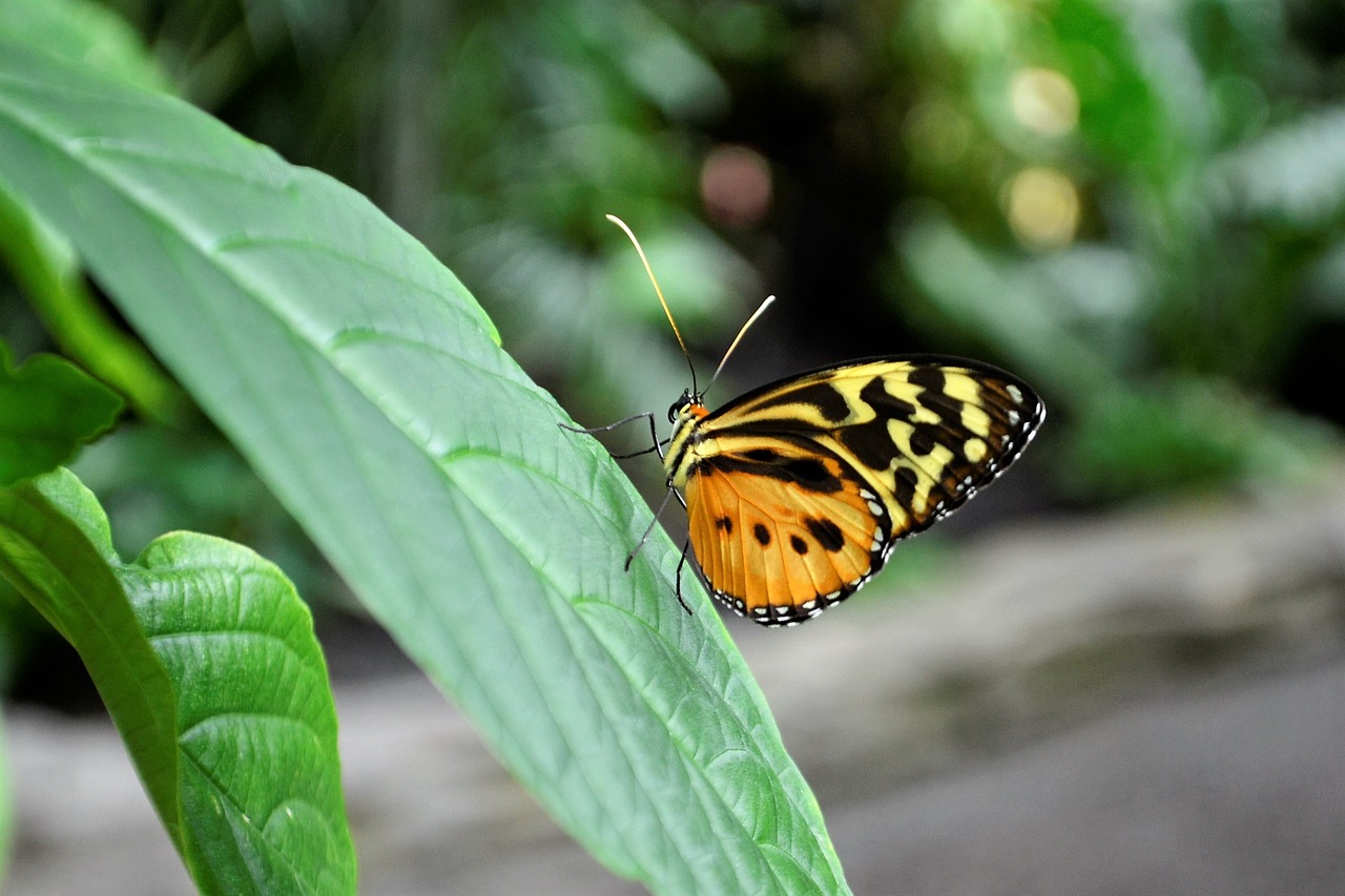 Image - monarch butterfly insect bug flower