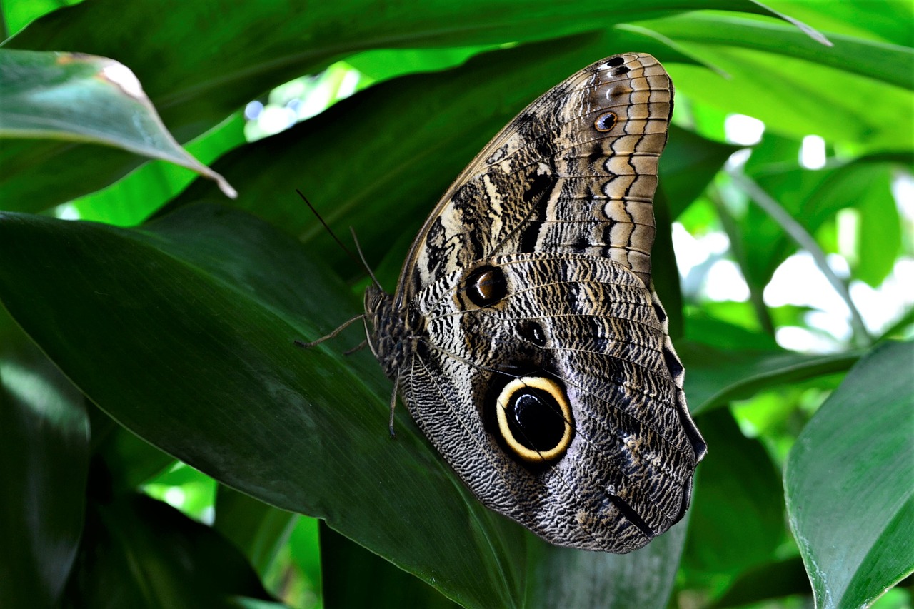 Image - butterfly flower nature natural