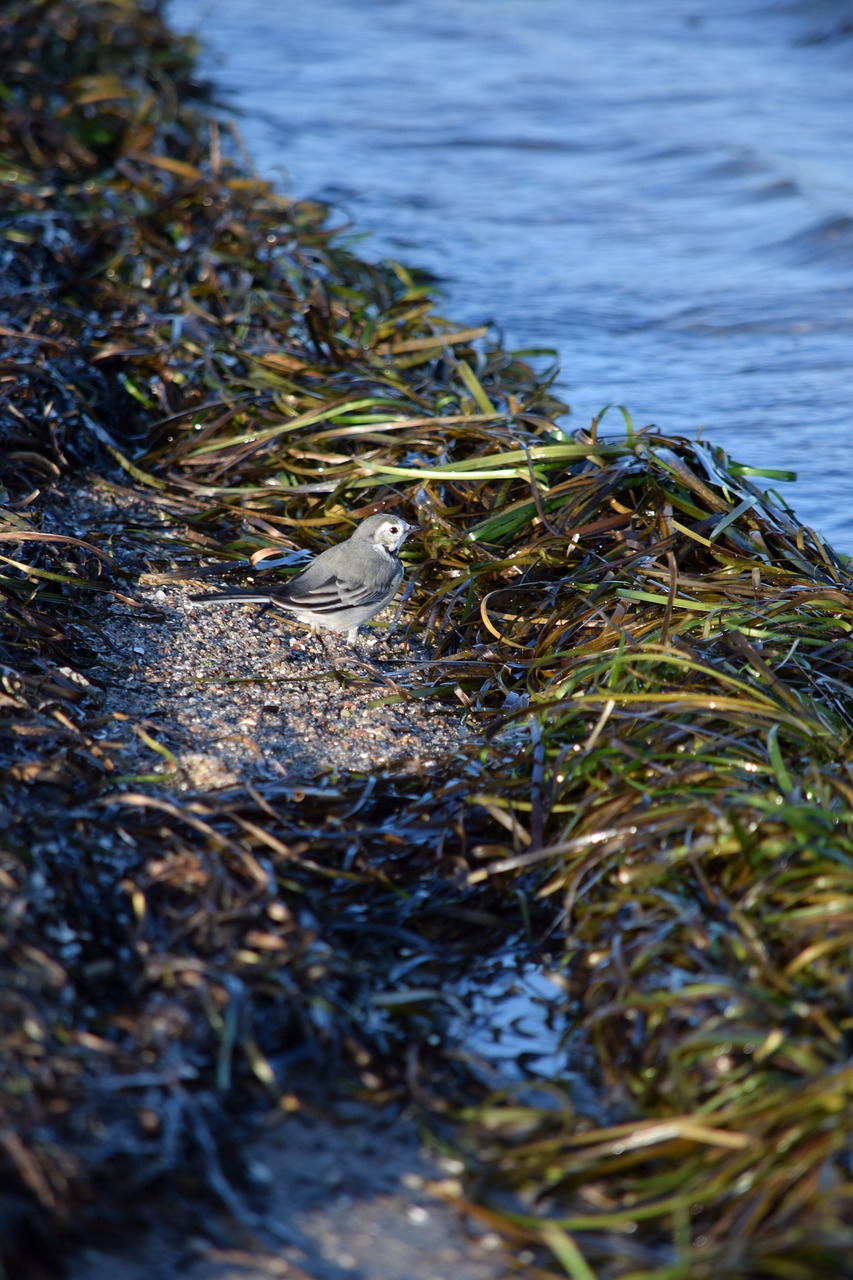 Image - sea sea grass bird coast beach