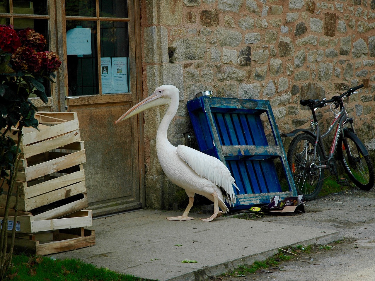 Image - pelican office job zoo humor