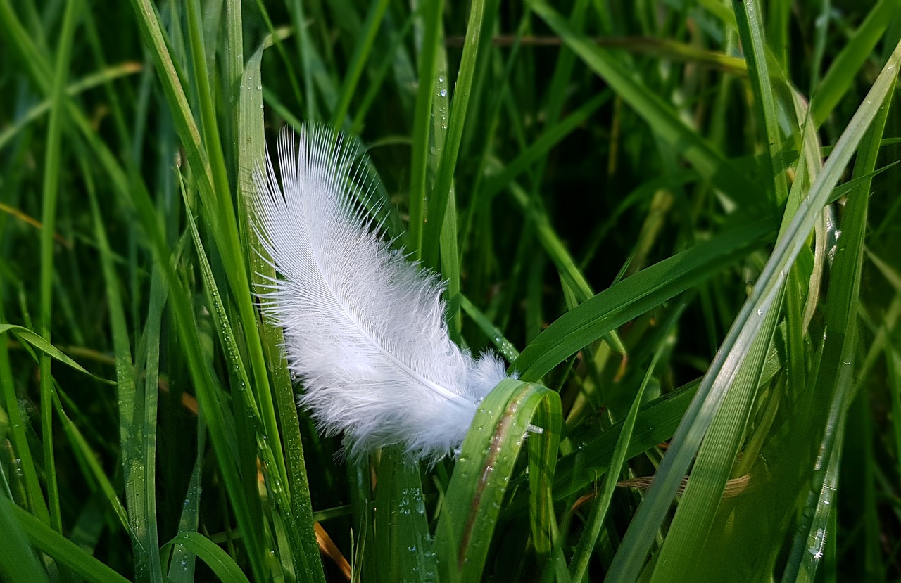 Image - feather bird feather down bird