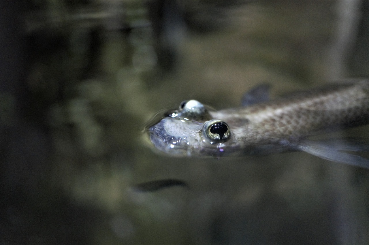 Image - fish aquarium water eyes close
