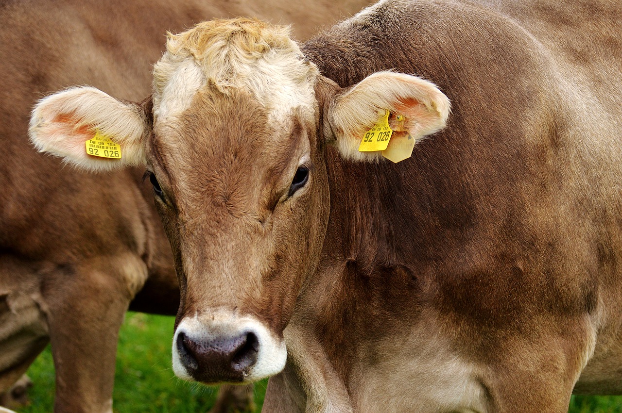 Image - cow allgäu cows cute ruminant