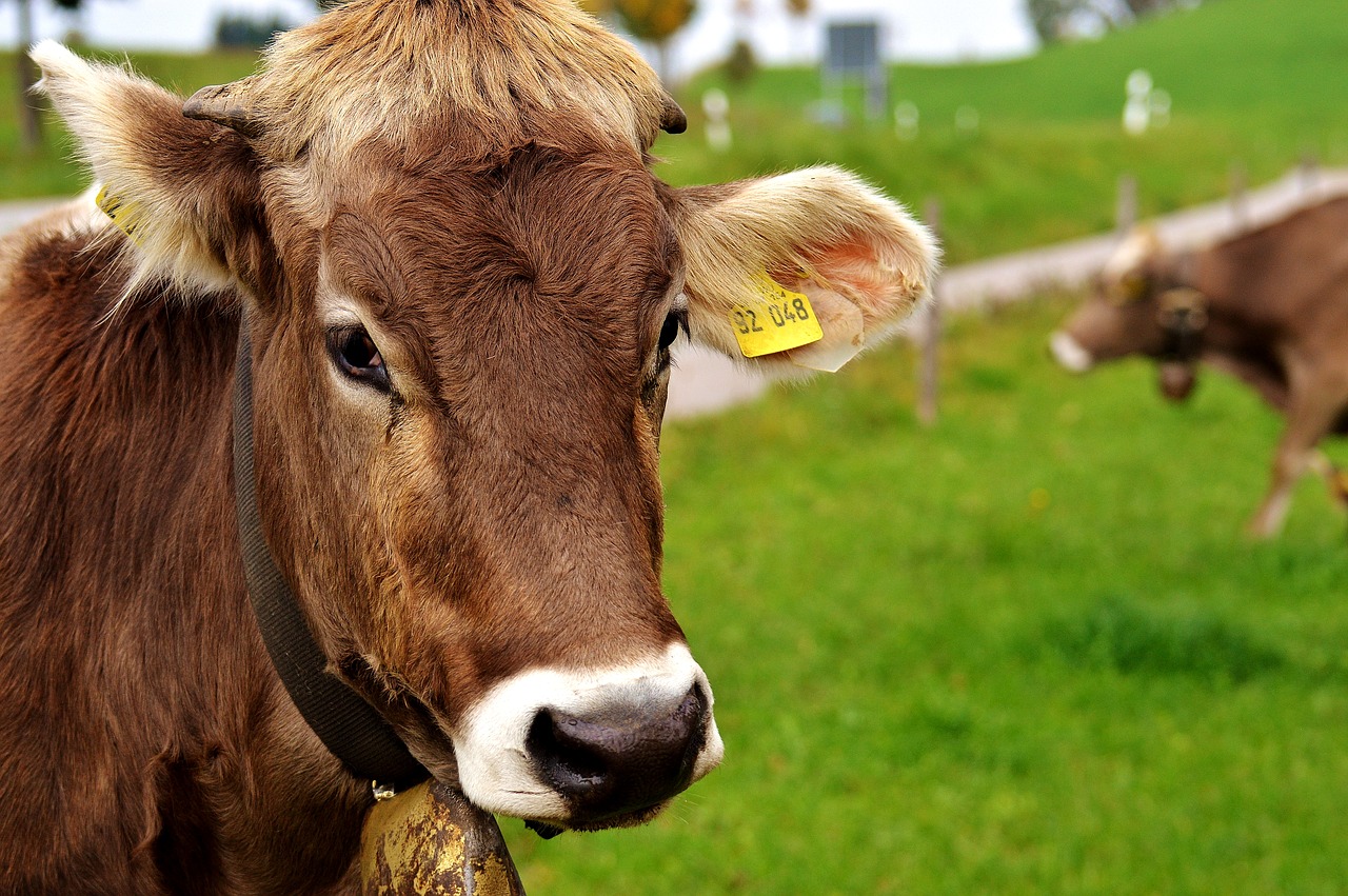 Image - cow allgäu cows cute ruminant