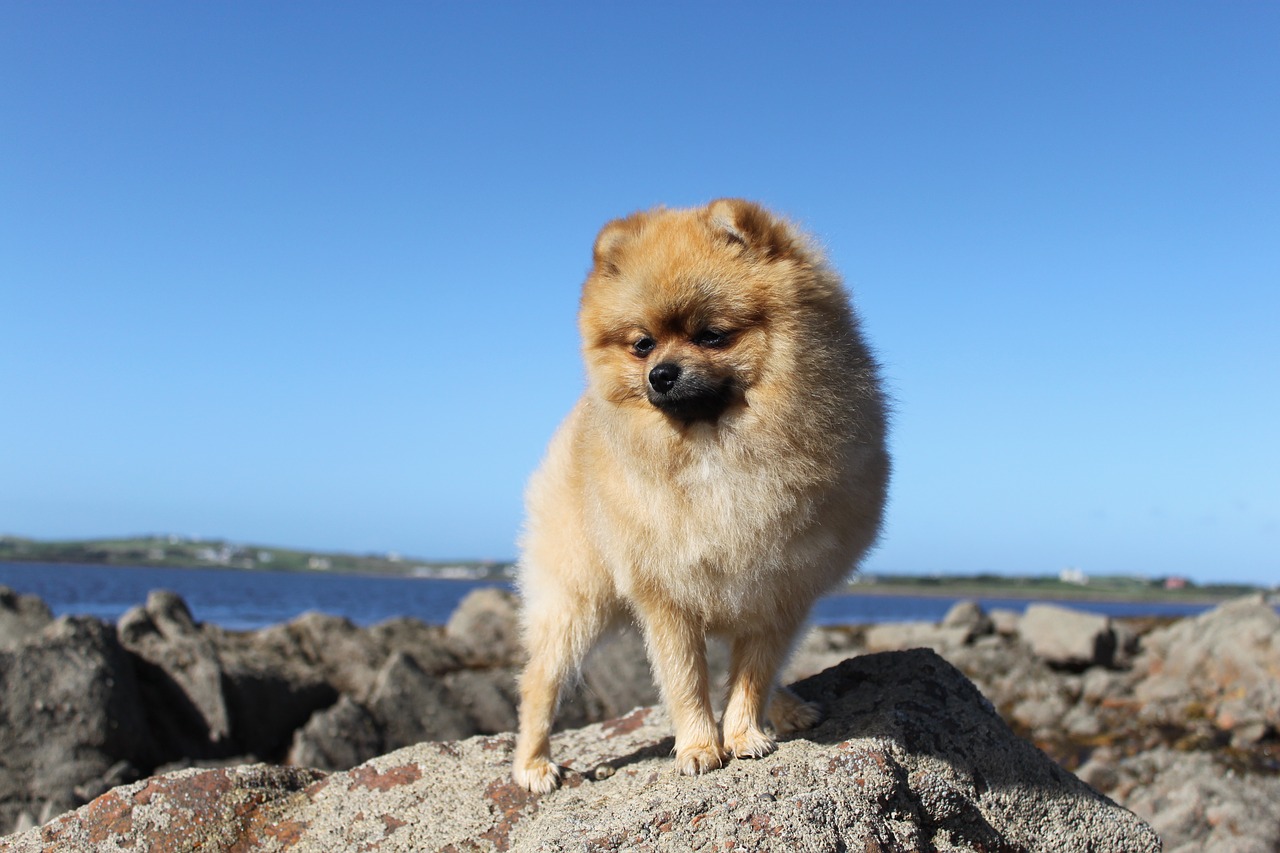 Image - spitz miniature pure breed dog pet