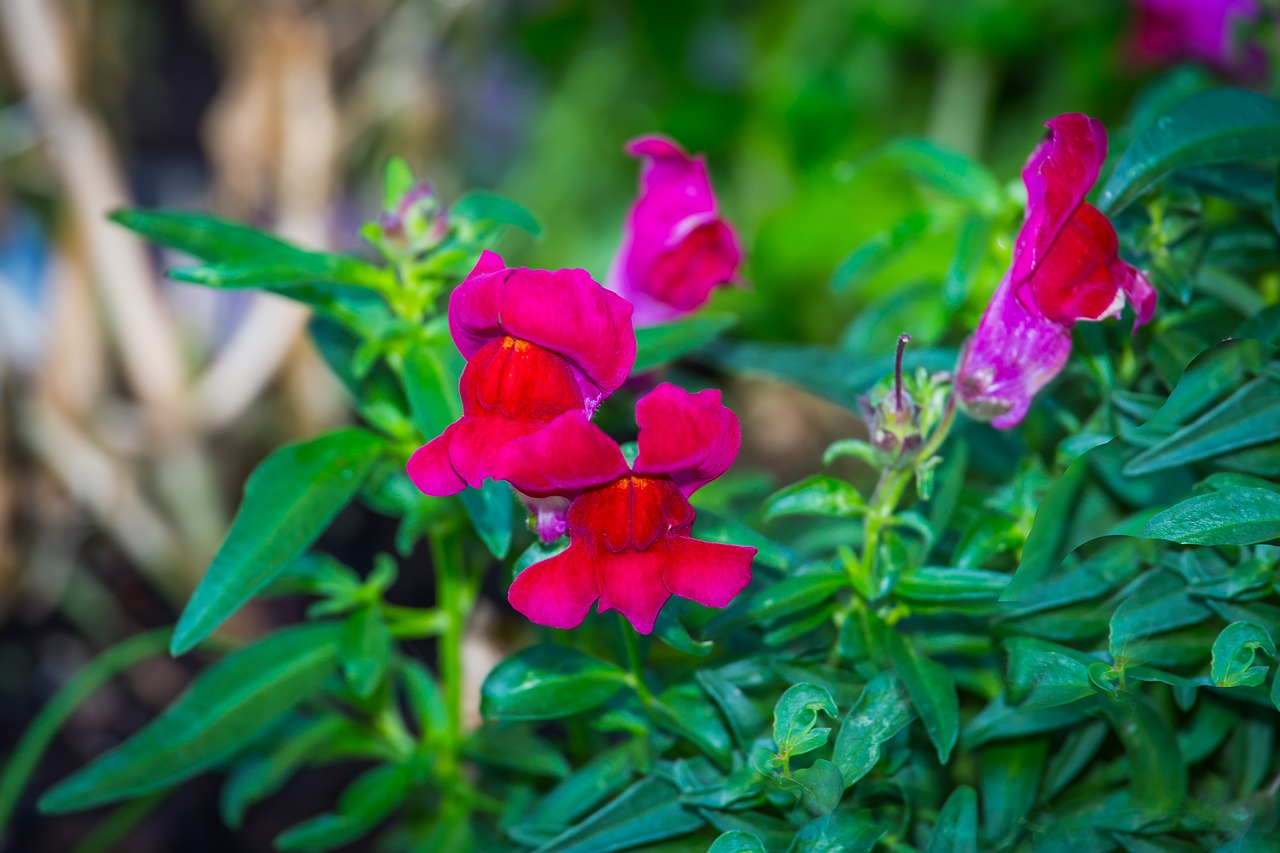 Image - loewenmaeulchen flower flowers