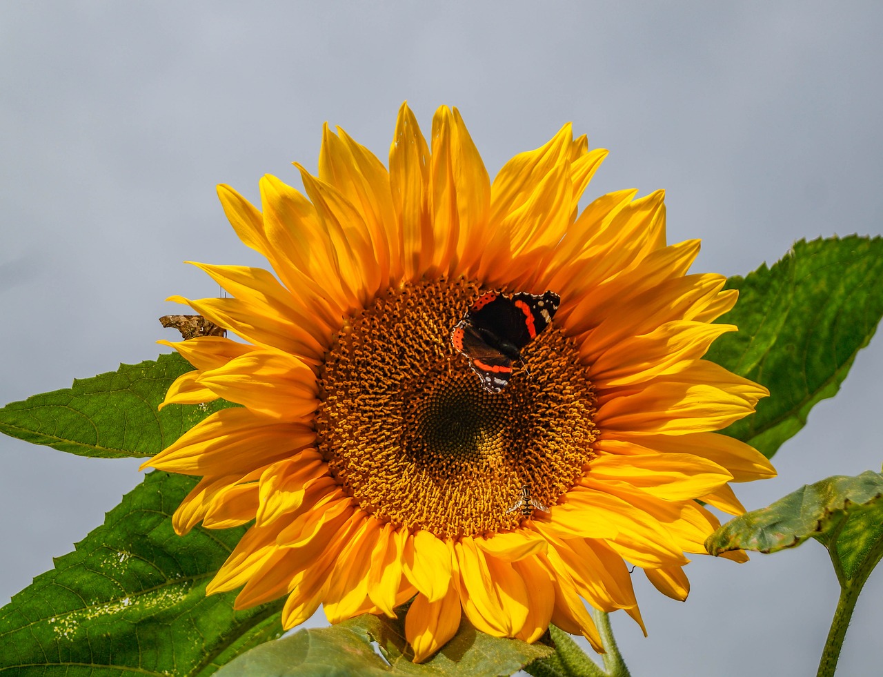 Image - sun flower butterfly close nature